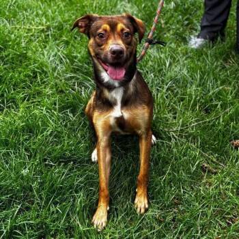 Summit D11582 -  Border Collie and Terrier Dog for Adoption - Summit D11582 | PetCurious