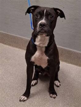 MALIA -  Boxer and Mixed Breed Dog for Adoption in Las Vegas, Nevada - MALIA | PetCurious
