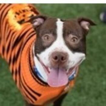 Rescue Mixed Breed Dogs for Adoption in Wappingers Falls, New York - Caramel Apple | PetCurious