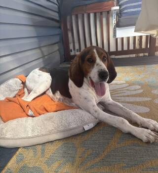 Treeing Walker Coonhound Dogs Available for Adoption in Fort Collins, Colorado - Johnny | PetCurious