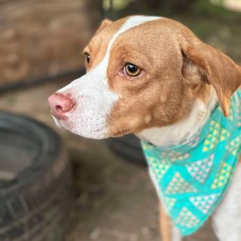 Rescue English Pointer Dogs for Adoption in Enterprise, Alabama - Sally | PetCurious