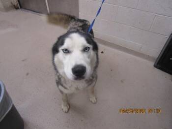 Knox (810) -  Siberian Husky Dog for Adoption in Marietta, Georgia - Knox (810) | PetCurious