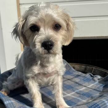 Norman -  Lhasa Apso and Mixed Breed Dog for Adoption in Newberg, Oregon - Norman | PetCurious