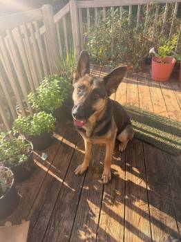 Loretta -  German Shepherd Dog Dog for Adoption in Greenville, South Carolina - Loretta | PetCurious