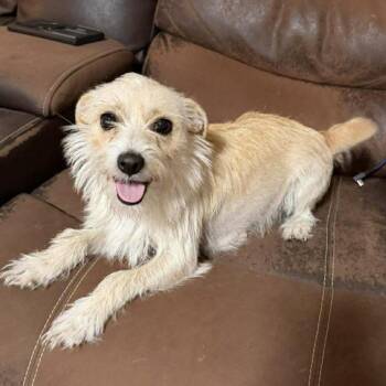 Jack Russell Terrier Dogs Available for Adoption in Hillsborough, North Carolina - Lainey | PetCurious