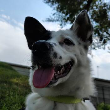 Badger -  Mixed Breed Dog for Adoption in Murray, Utah - Badger | PetCurious