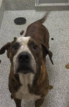 ROSCOE -  Labrador Retriever Dog for Adoption in Houston, Texas - ROSCOE | PetCurious