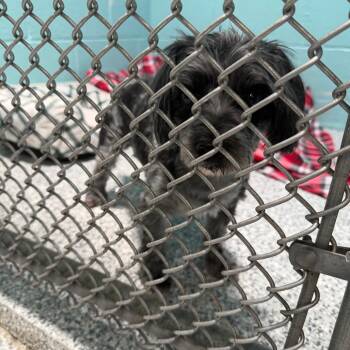 Barcardi -  Yorkshire Terrier Dog for Adoption in Port Charlotte, Florida - Barcardi | PetCurious