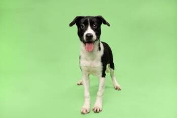 Coolio -  Mixed Breed Dog for Adoption in Fort Worth, Texas - Coolio | PetCurious
