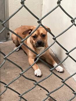 Kevin -  Terrier and Pit Bull Terrier Dog for Adoption in Chico, California - Kevin | PetCurious