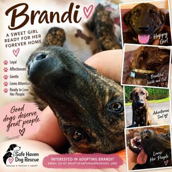 Brandi -  Plott Hound Dog for Adoption in Elburn, Illinois - Brandi | PetCurious