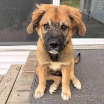 Chadwick D69708 -  Pit Bull Terrier and Australian Shepherd Dog for Adoption in Minnetonka, Minnesota - Chadwick D69708 | PetCurious