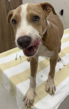 Rescue Pit Bull Terrier and Mixed Breed Dogs for Adoption in Honolulu, Hawaii - 59627455 | PetCurious