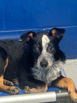 Bandit (Bluey x2) -  Cattle Dog Dog Available for Adoption in Hartsville, South Carolina - Bandit (Bluey X2) | PetCurious
