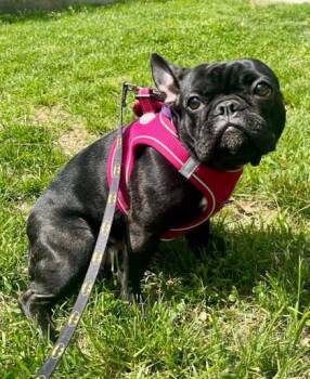 Peanut (with Brooklyn) -  French Bulldog Dog for Adoption in Annapolis, Maryland - Peanut (with Brooklyn) | PetCurious