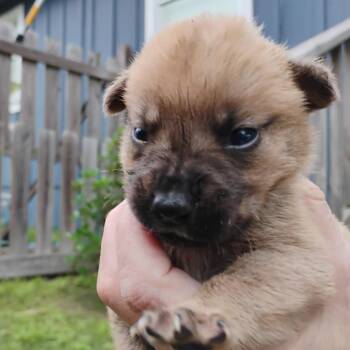 Mixed Breed Dogs Available for Adoption in Brenham, Texas - Brutus | PetCurious