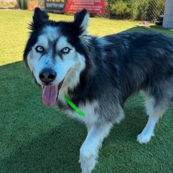Sven -  Husky Dog for Adoption in Idaho Falls, Idaho - Sven | PetCurious