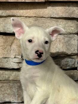 Rescue Pit Bull Terrier and Bull Terrier Dogs for Adoption in Yakima, Washington - Hyde | PetCurious