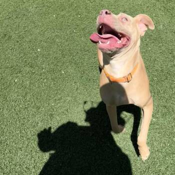 Carmen -  Pit Bull Terrier Dog for Adoption in Batavia, Ohio - Carmen | PetCurious