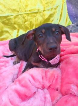 Rescue Labrador Retriever Dogs for Adoption - Chloe | PetCurious