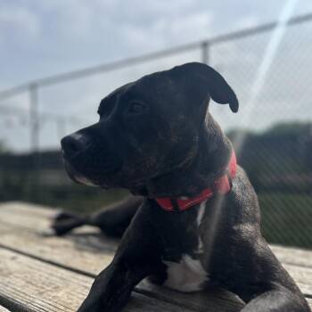 Bailey (Sponsored Adoption!) -  Mixed Breed Dog for Adoption in Bend, Oregon - Bailey (Sponsored Adoption!) | PetCurious