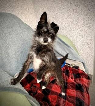 Terrier and Mixed Breed Dogs Available for Adoption in Roseville, California - Oreo | PetCurious