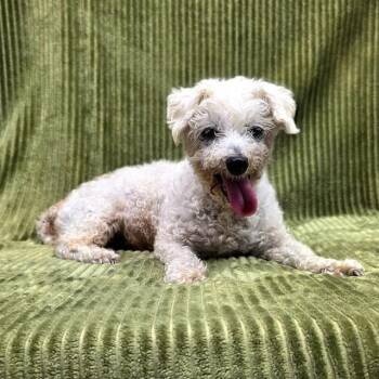 LORELAI -  Poodle Dog for Adoption in Long Beach, California - LORELAI | PetCurious