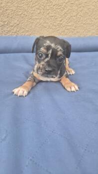 Van Gogh -  French Bulldog and Chihuahua Dog for Adoption in Orlando, Florida - Van Gogh | PetCurious
