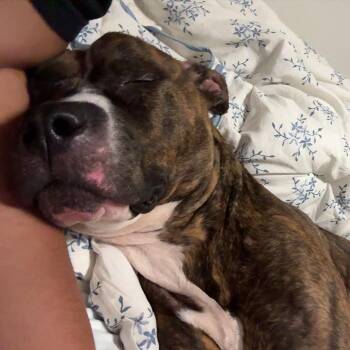 Boogie Board -  Mixed Breed Dog for Adoption in Philadelphia, Pennsylvania - Boogie Board | PetCurious