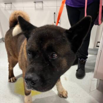 Jethro Bo Dean -  Akita Dog for Adoption in Northbrook, Illinois - Jethro Bo Dean | PetCurious