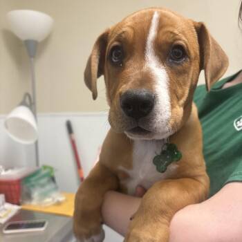 Baker -  Mixed Breed Dog for Adoption in Tulsa, Oklahoma - Baker | PetCurious