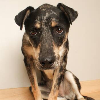 Cal D70690 -  Catahoula Leopard Dog Dog for Adoption in Minnetonka, Minnesota - Cal D70690 | PetCurious
