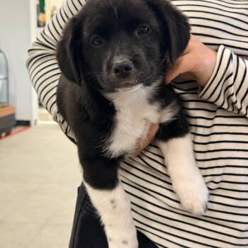 Mixed Breed Dogs Available for Adoption - ETHEL | PetCurious