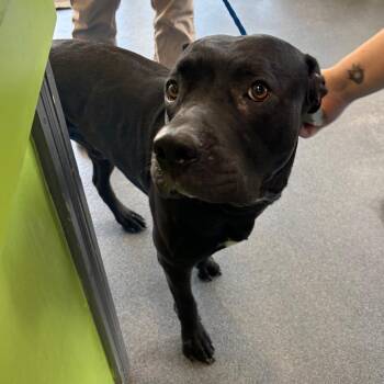 Arthur -  Black Labrador Retriever and Terrier Dog for Adoption in Montgomery, Alabama - Arthur | PetCurious