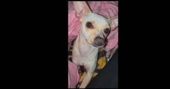 Parker -  Chihuahua Dog for Adoption in Dallas, Texas - Parker | PetCurious