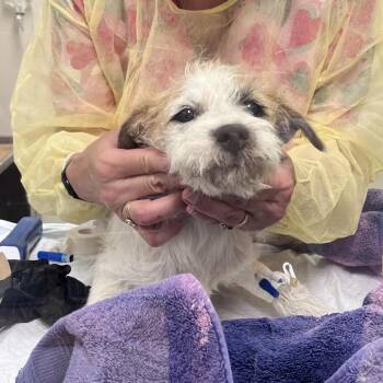 Terrier and Mixed Breed Dogs Available for Adoption in Houston, Texas - Cornflake | PetCurious