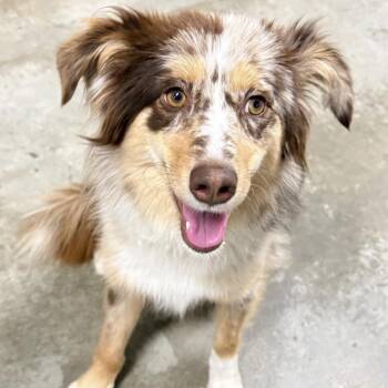 Nyla -  Australian Shepherd Dog for Adoption in Ottawa Hills, Ohio - Nyla | PetCurious