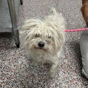 Mixed Breed Dogs Available for Adoption in Salt Lake City, Utah - Silas | PetCurious