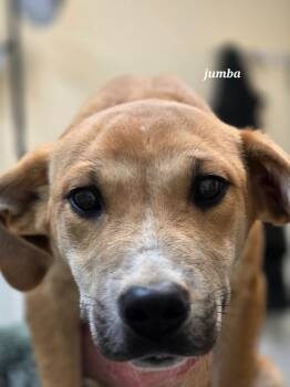 Rescue Beagle and Labrador Retriever Dogs for Adoption in Clinton, South Carolina - Jumba | PetCurious