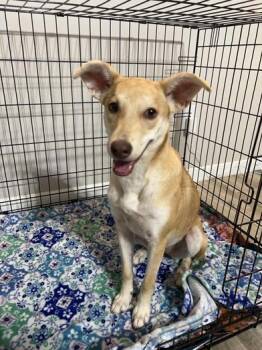 Rescue Labrador Retriever Dogs for Adoption in Liverpool, Texas - Foxy | PetCurious