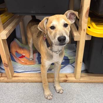 Mixed Breed Dogs Available for Adoption in Wheeling, Illinois - Barnes | PetCurious