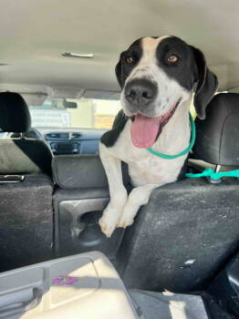 Rescue Labrador Retriever Dogs for Adoption in Shreveport, Louisiana - Lucy | PetCurious