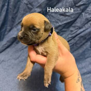 Haleakala -  Pit Bull Terrier Dog for Adoption in Brainerd, Minnesota - Haleakala | PetCurious