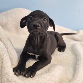 Shadowman -  Mixed Breed Dog for Adoption in Wahiawa, Hawaii - Shadowman | PetCurious