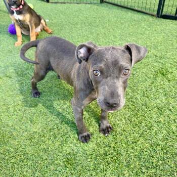 Pit Bull Terrier Dogs Available for Adoption in Agoura Hills, California - Grape | PetCurious
