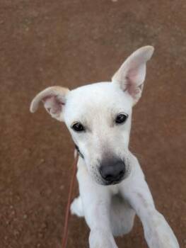 Tommy Too -  Mixed Breed Dog for Adoption in Divide, Colorado - Tommy Too | PetCurious
