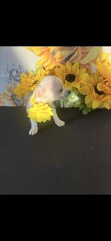 Chihuahua Dogs Available for Adoption in Cottonwood, California - Aloha  | PetCurious