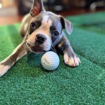 Paris -  Boston Terrier Dog for Adoption in Glocester, Rhode Island - Paris | PetCurious