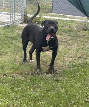 Rescue American Bulldog Dogs for Adoption in Mississauga, Ontario - Messi | PetCurious