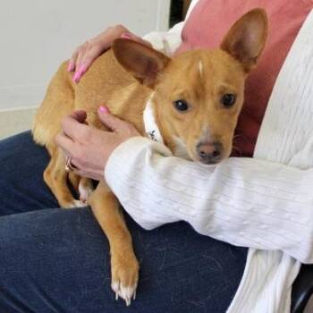 Baylor -  Terrier Dog for Adoption in Birmingham, Alabama - Baylor | PetCurious